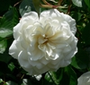Flower detail