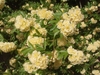 Flower and Leaves