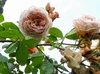 Flowers and leaves