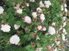 Form in bloom