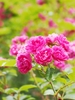 Clusters of small, dark pink roses.