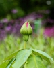 Rosa 'Madame Isaac Pereire'