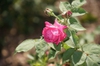 Rosa 'Madame Isaac Pereire'