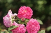 Rosa 'Madame Isaac Pereire'