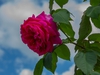 Rosa 'Madame Isaac Pereire'