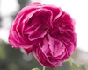 Rosa 'Madame Isaac Pereire'