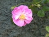 Single pink rose flower.