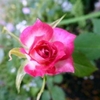 White flower with pink edged