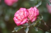 Small flowers with whitish petals that are pink at the edges.