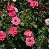 Form in bloom