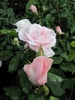 Blush pink, fully double roses