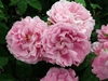 Large double pink roses