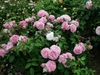 Shrub in bloom with pink double flowers