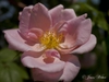 Rosa 'Mary Wallace'