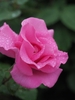 Pink fully double hybrid tea rose