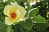 Rosa 'Mermaid'