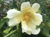 Rosa 'Mermaid'