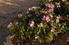 Flower Form