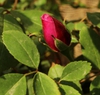 Bud and leaves