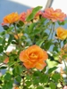 Small orange-yellow roses