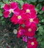 Single cherry red flowers.
