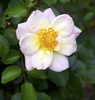 Single very pale pink flowers.