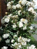 Rosa 'Penelope'