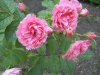 Rosa 'Pink Grootendoorst'