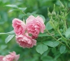 Rosa 'Pink Grootendoorst'