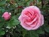 Large, pink, fully double rose.