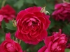Flowers of 'Quadra'
