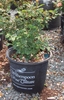 Form in a pot at a nursery in Durham, North Carolina