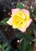 Flower in bloom - yellow with pink border on outer petals