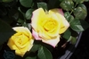 Two flowers in bloom - yellow with pink border on outer petals
