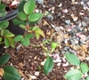 One green rose hip at the end of a stem