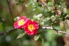 Two semidouble red roses from leavy branches.