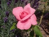 Rosa 'Rhonda'