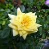 Yellow double flower fully open