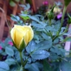 Yellow bud begining to open and green leaves