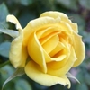 Yellow double flower nearly open