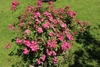 Rose 'Robin Hood'