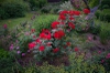Rosa 'KORgosa'