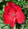 Flower detail