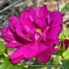 Medium red double flower with yellow stamens