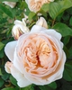 Rosa 'AUSleap' SWEET JULIET
