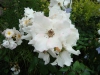 Rosa 'Sally Holmes'