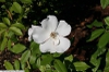Rosa 'Sally Holmes'
