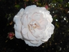 Rosa 'Seafoam'