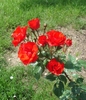Cluster of small, orange-red, semidouble roses.