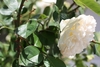 White double-flowered rose.